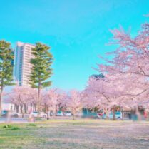 仙台ワイン会　お花見